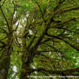 Nachhaltigkeit bei KYZR_Dichte Moosmatten bedecken einen jahrhunderte alten Ahornbaum